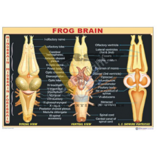 Frog Brain