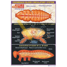 Cockroach Blood Circulatory System
