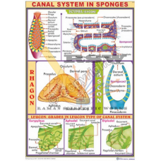 Canal System in Sponges