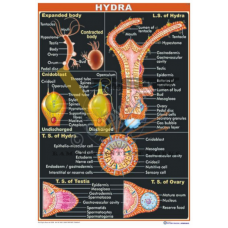 Hydra {Structure, TS & LS, Cnidoblast & TS of Testis and Ovary}