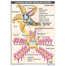 Asteria Water Vascular System