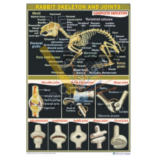 Rabbit Skeleton & Joints