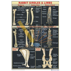 Rabbit Girdles & Limbs