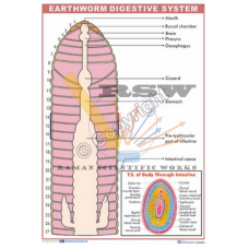 Earthworm Digestive System