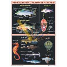 Fish External Features & Types