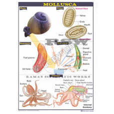 Mollusca- Examples