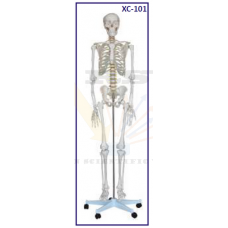 Human Skeleton Life Size with Stand